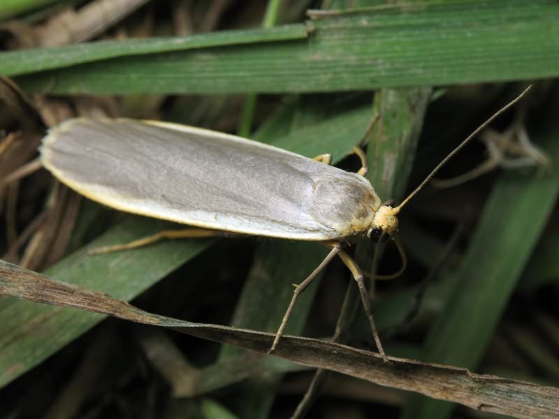 Eilema lurideola (Zincken, 1817)